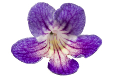 streptocarpus-ladyslippers-azure-183-1