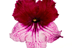 streptocarpus-ladyslippers-red-bicolor-273-1