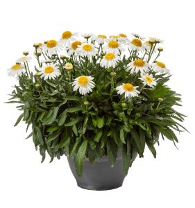 Leucanthemum Darling Daisy Supreme