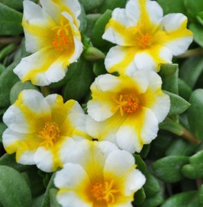 Yellow White