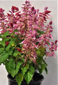 Strawberry Bicolor