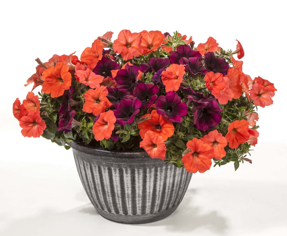 Annual Compatibles Petunia Good & Plenty Series Green Fuse Botanicals