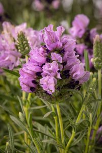 Lavish Purple Frost