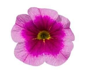 Pink Delicious