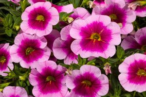 Pink Delicious