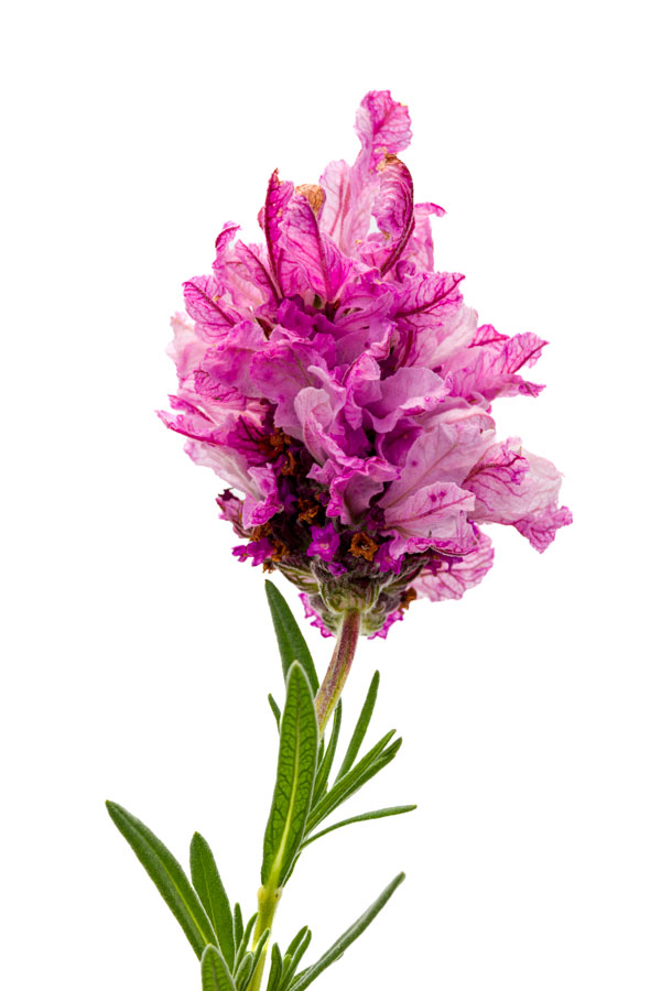 Lavender New Madrid® Lavish Pink Lavender New Madrid® Lavish Pink